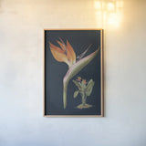 Stelitzia Reginoe Dark Blue No Words by Wild Apple Portfolio. shown as a paper print in a natural frame. Available as a archival giclee rolled canvas, fine art paper, or poster print. SKU 90105h.