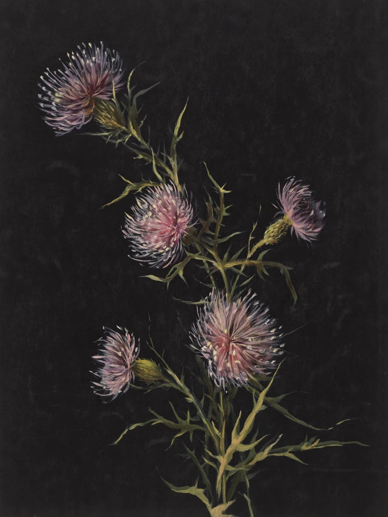 Study of Thistles by Wild Apple Portfolio