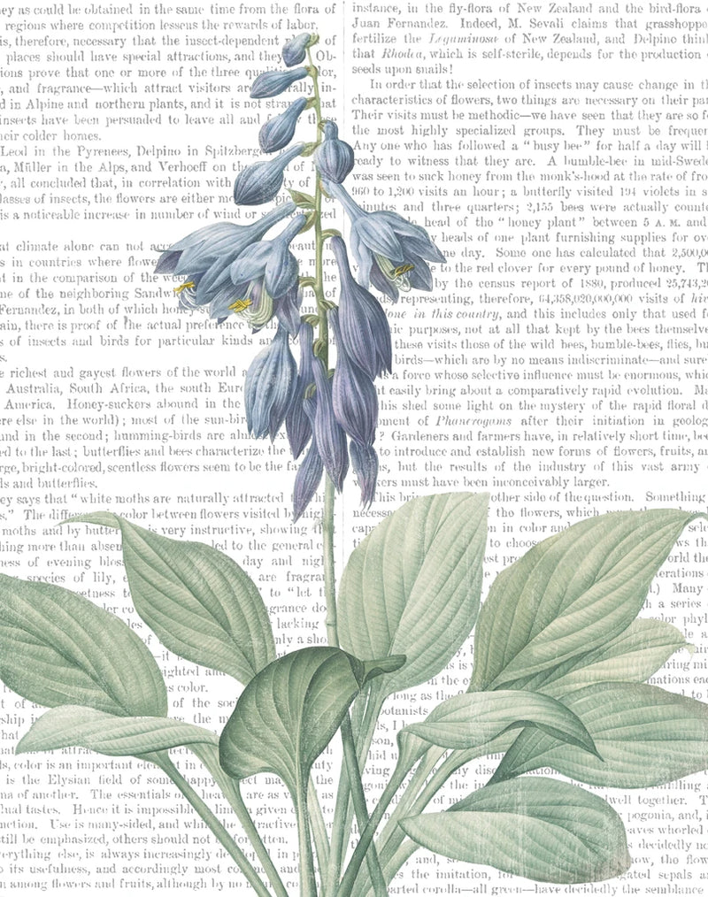 Summer Botanicals II by Wild Apple Portfolio