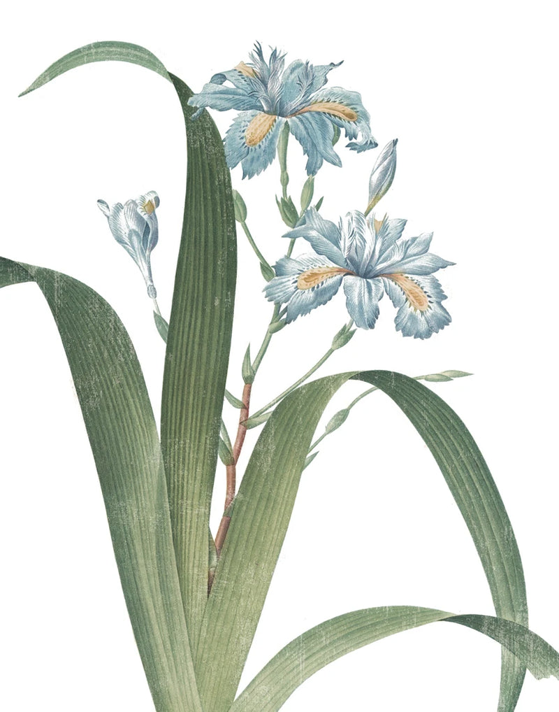 Summer Botanicals III on White by Wild Apple Portfolio
