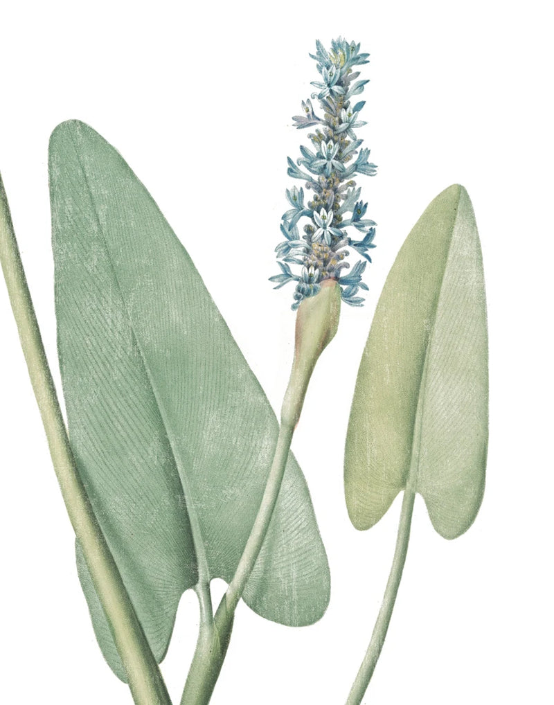 Summer Botanicals IV on White by Wild Apple Portfolio