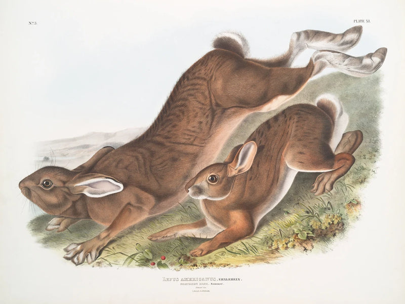 Summer Hares by Wild Apple Portfolio