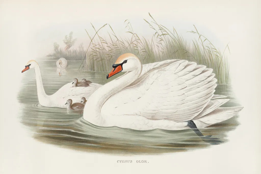 Swan Lake by Wild Apple Portfolio. SKU 84851i. Archival Giclee Fine art print for wall decor.