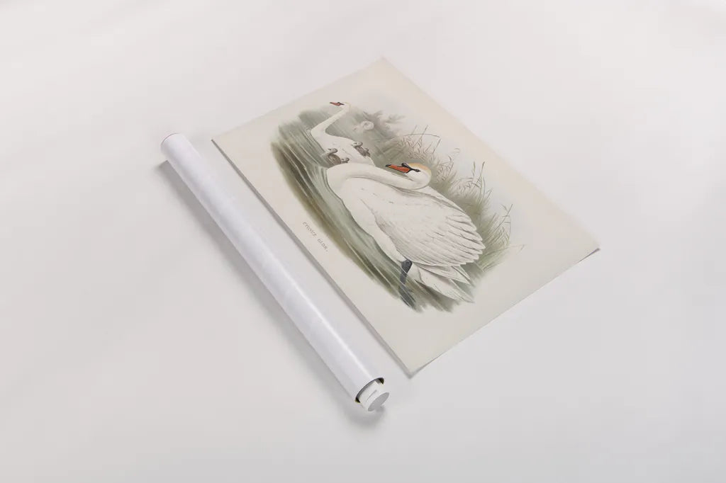 Swan Lake by Wild Apple Portfolio. shown as a rolled paper print. Available as archival giclee rolled canvas, fine art paper, or poster print. SKU 84851i.