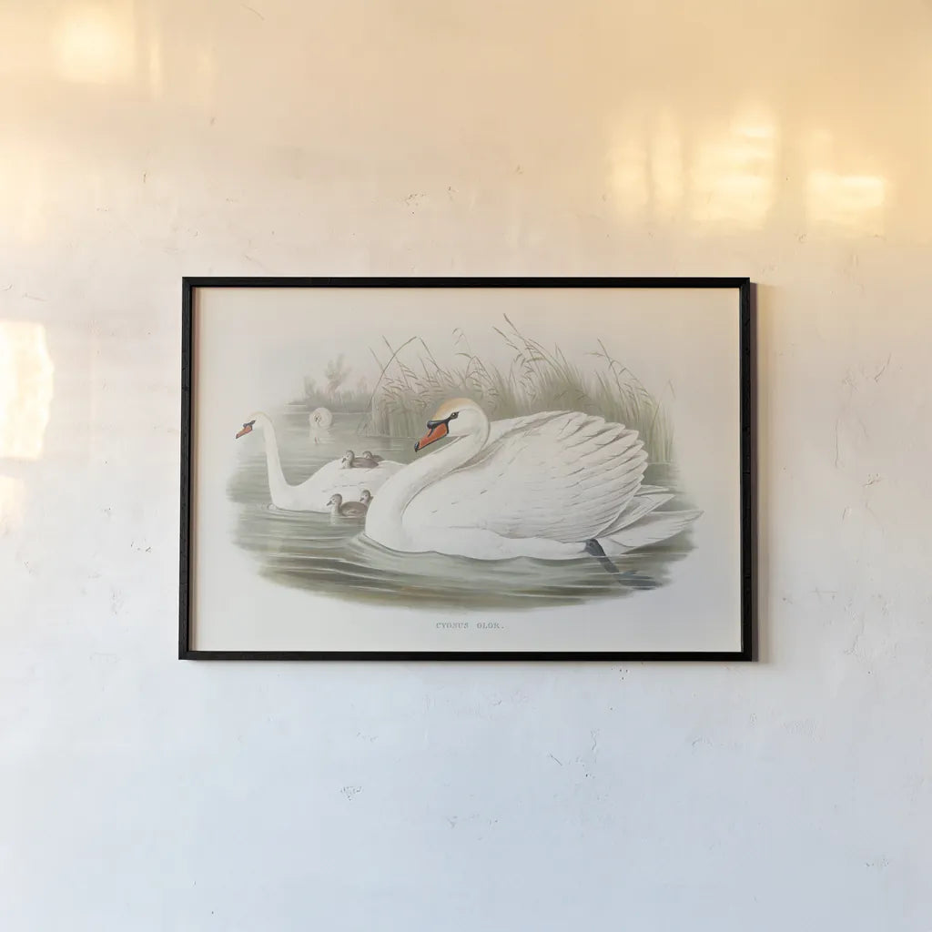 Swan Lake by Wild Apple Portfolio. shown as a paper print in a black flame. Available as a archival giclee rolled canvas, fine art paper, or poster print. SKU 84851i.