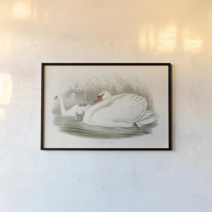 Swan Lake by Wild Apple Portfolio. shown as a paper print in a black flame. Available as a archival giclee rolled canvas, fine art paper, or poster print. SKU 84851i.