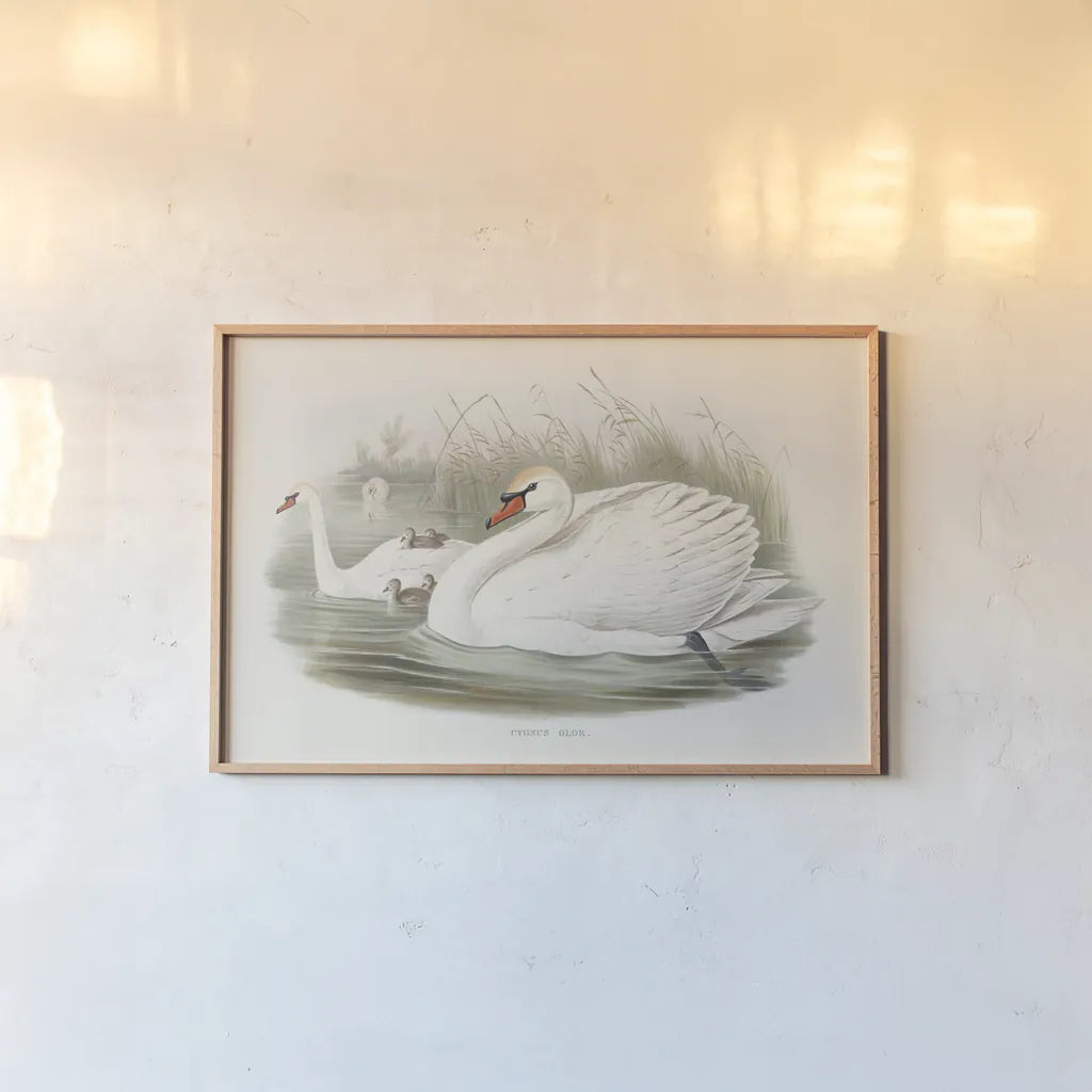 Swan Lake by Wild Apple Portfolio. shown as a paper print in a natural frame. Available as a archival giclee rolled canvas, fine art paper, or poster print. SKU 84851i.