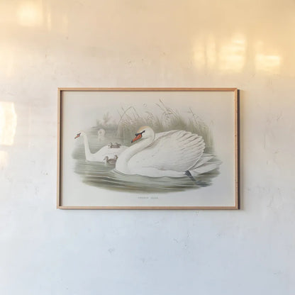 Swan Lake by Wild Apple Portfolio. shown as a paper print in a natural frame. Available as a archival giclee rolled canvas, fine art paper, or poster print. SKU 84851i.