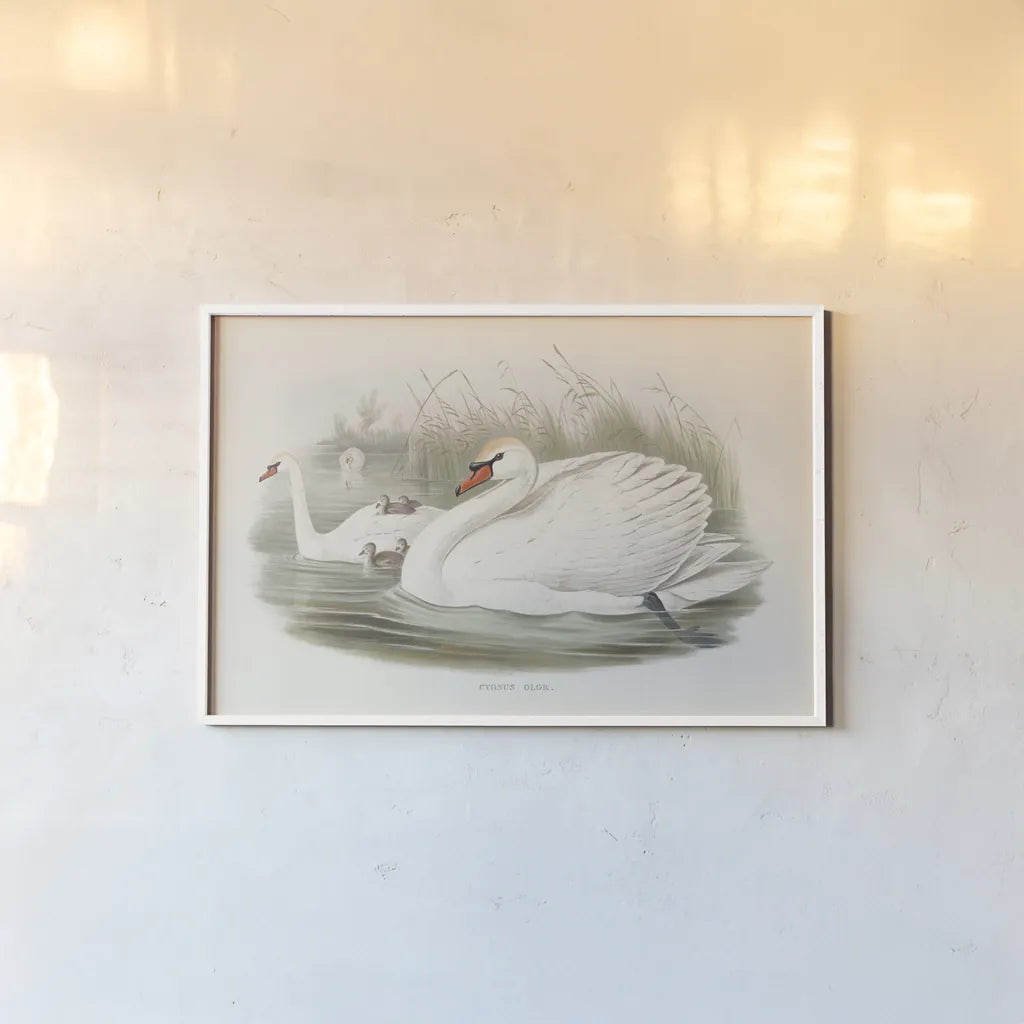 Swan Lake by Wild Apple Portfolio. shown as a paper print in a white frame. Available as a archival giclee rolled canvas, fine art paper, or poster print. SKU 84851i.