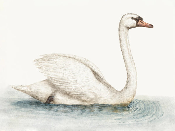 Swimming Swan by Wild Apple Portfolio