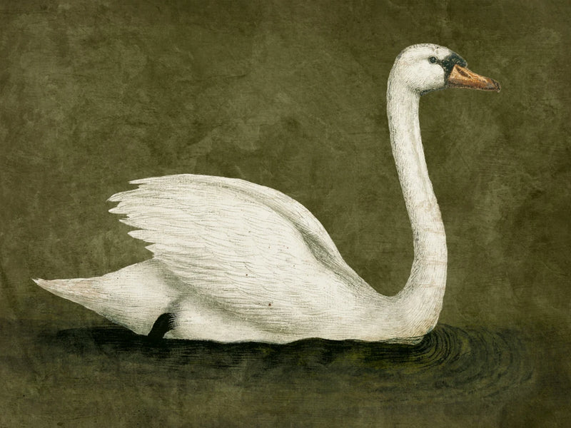 Swimming Swan Aged by Wild Apple Portfolio