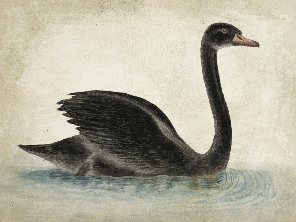 Swimming Swan Black Aged by Wild Apple Portfolio