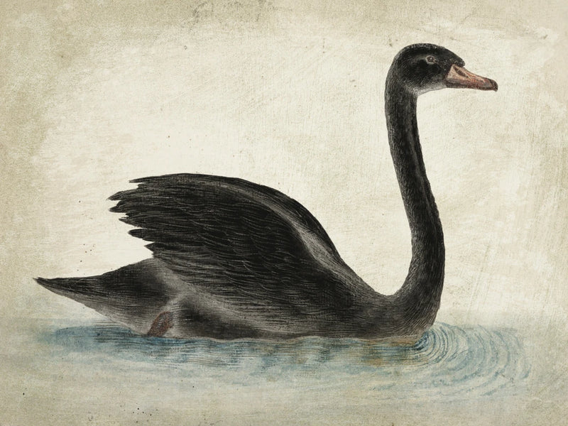 Swimming Swan Black Aged by Wild Apple Portfolio