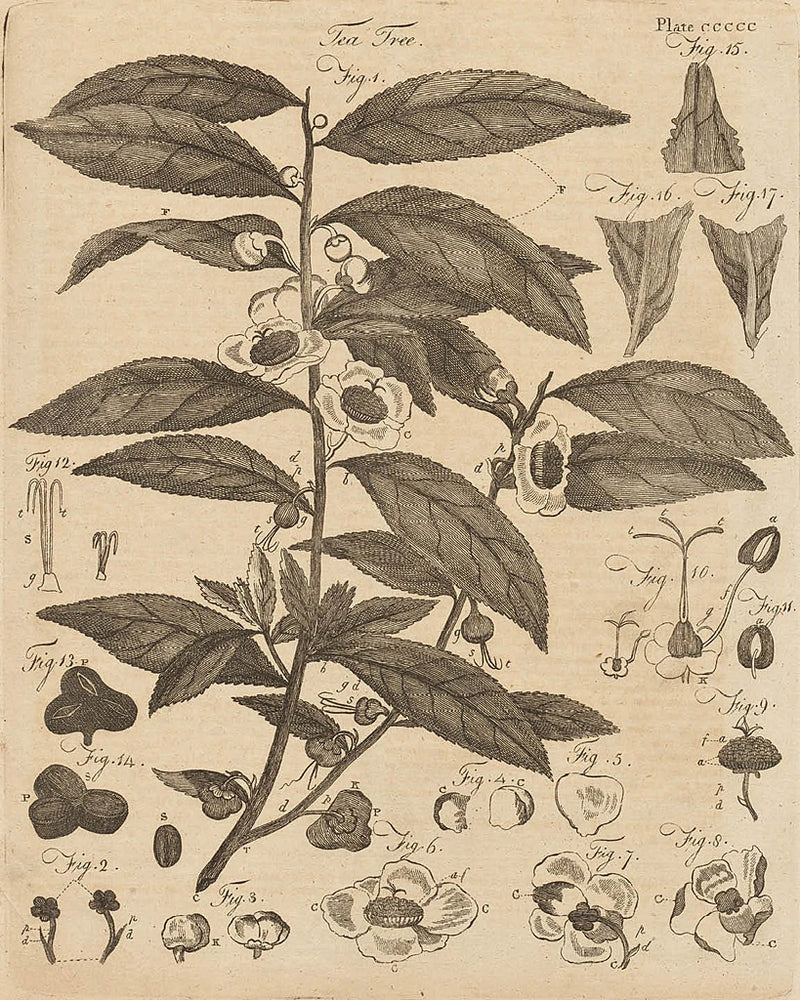 Tea Tree by Wild Apple Portfolio