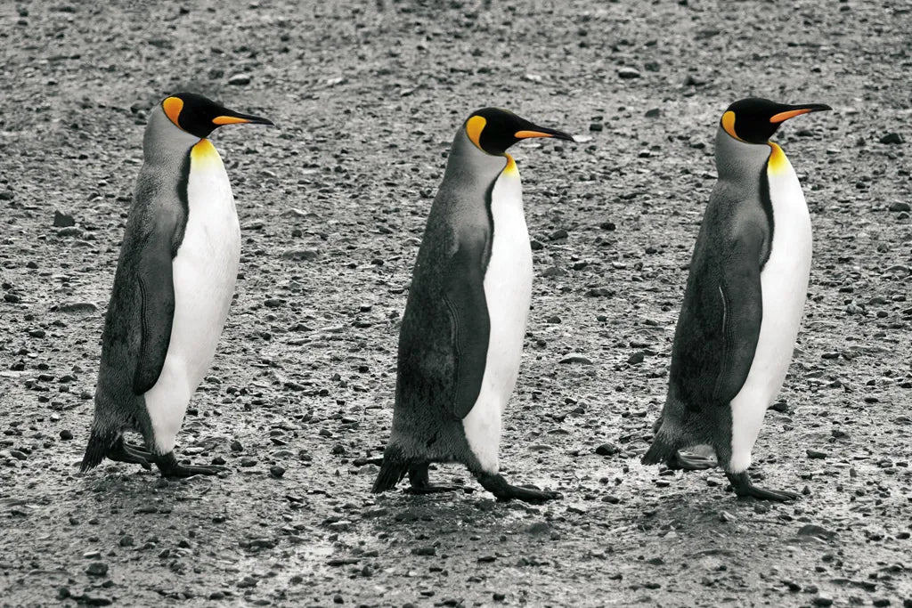 The Bachelors by Wild Apple Portfolio. SKU 41622i. Archival Giclee Fine art print for wall decor.