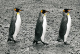 The Bachelors by Wild Apple Portfolio. SKU 41622i. Archival Giclee Fine art print for wall decor.