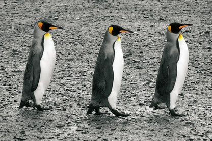 The Bachelors by Wild Apple Portfolio. SKU 41622i. Archival Giclee Fine art print for wall decor.