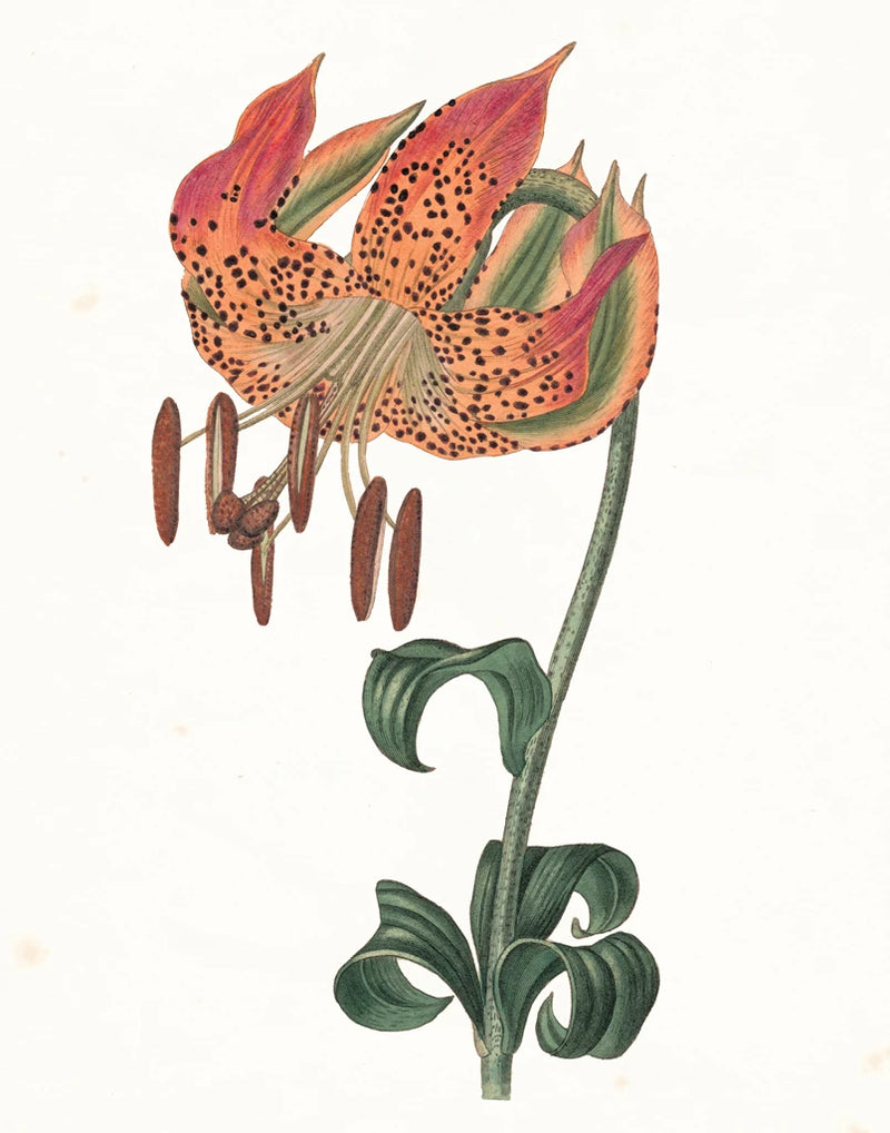 Tiger Lily Botanical by Wild Apple Portfolio