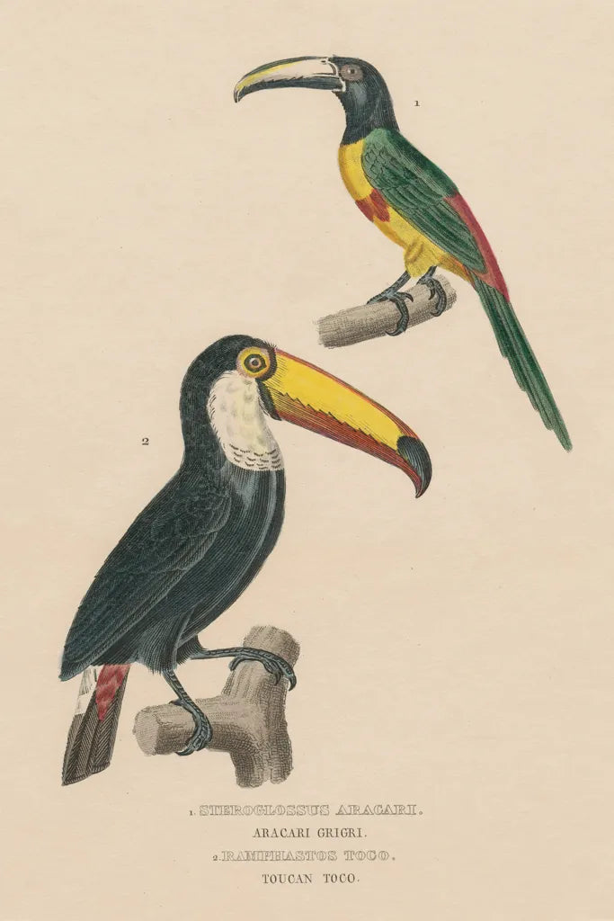Toucan Study by Wild Apple Portfolio. SKU 77435h. Archival Giclee Fine art print for wall decor.