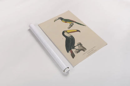Toucan Study by Wild Apple Portfolio. shown as a rolled paper print. Available as archival giclee rolled canvas, fine art paper, or poster print. SKU 77435h.