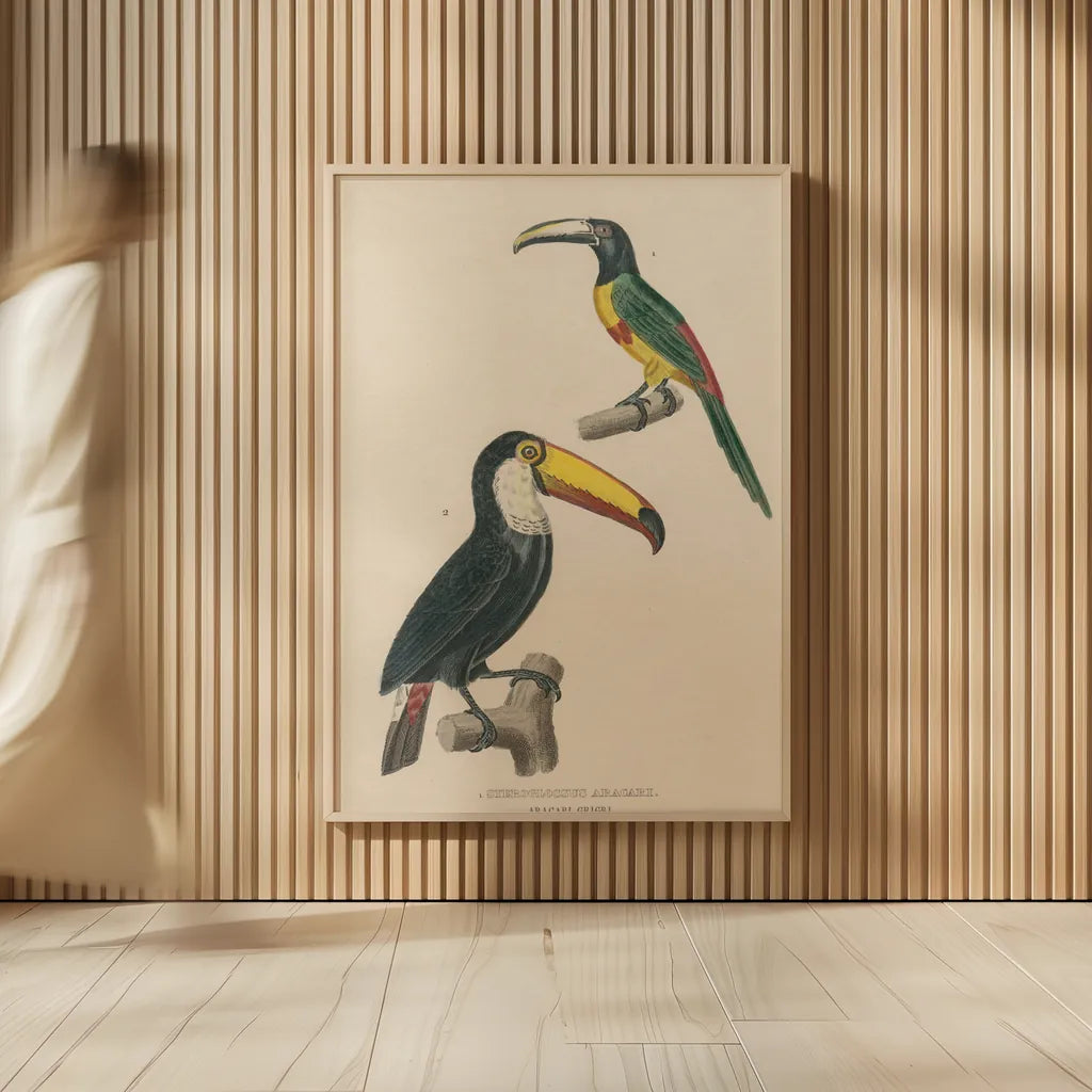 Toucan Study by Wild Apple Portfolio. shown as over sized large wall art. Available as an archival giclee rolled canvas, fine art paper, or poster print. SKU 77435h.