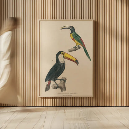 Toucan Study by Wild Apple Portfolio. shown as over sized large wall art. Available as an archival giclee rolled canvas, fine art paper, or poster print. SKU 77435h.