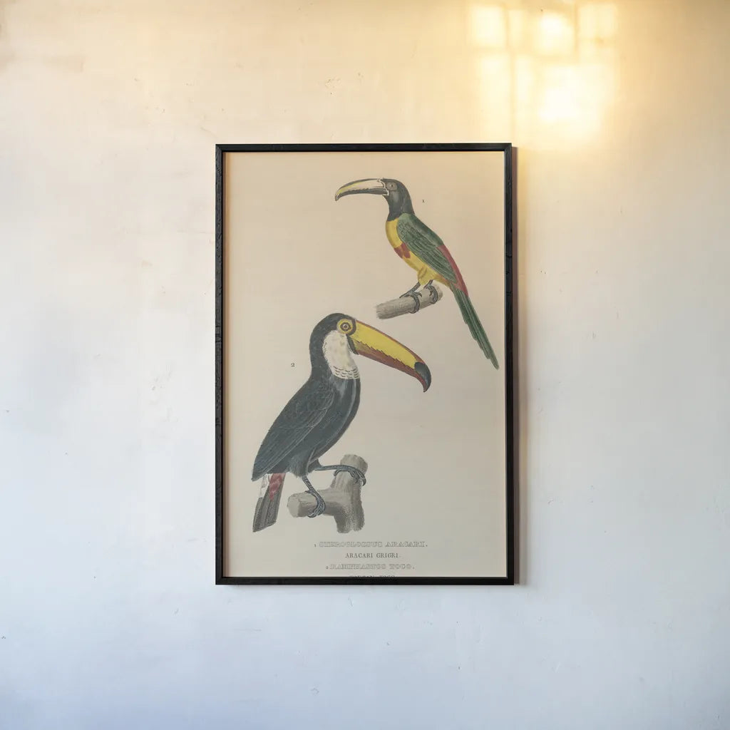 Toucan Study by Wild Apple Portfolio. shown as a paper print in a black flame. Available as a archival giclee rolled canvas, fine art paper, or poster print. SKU 77435h.