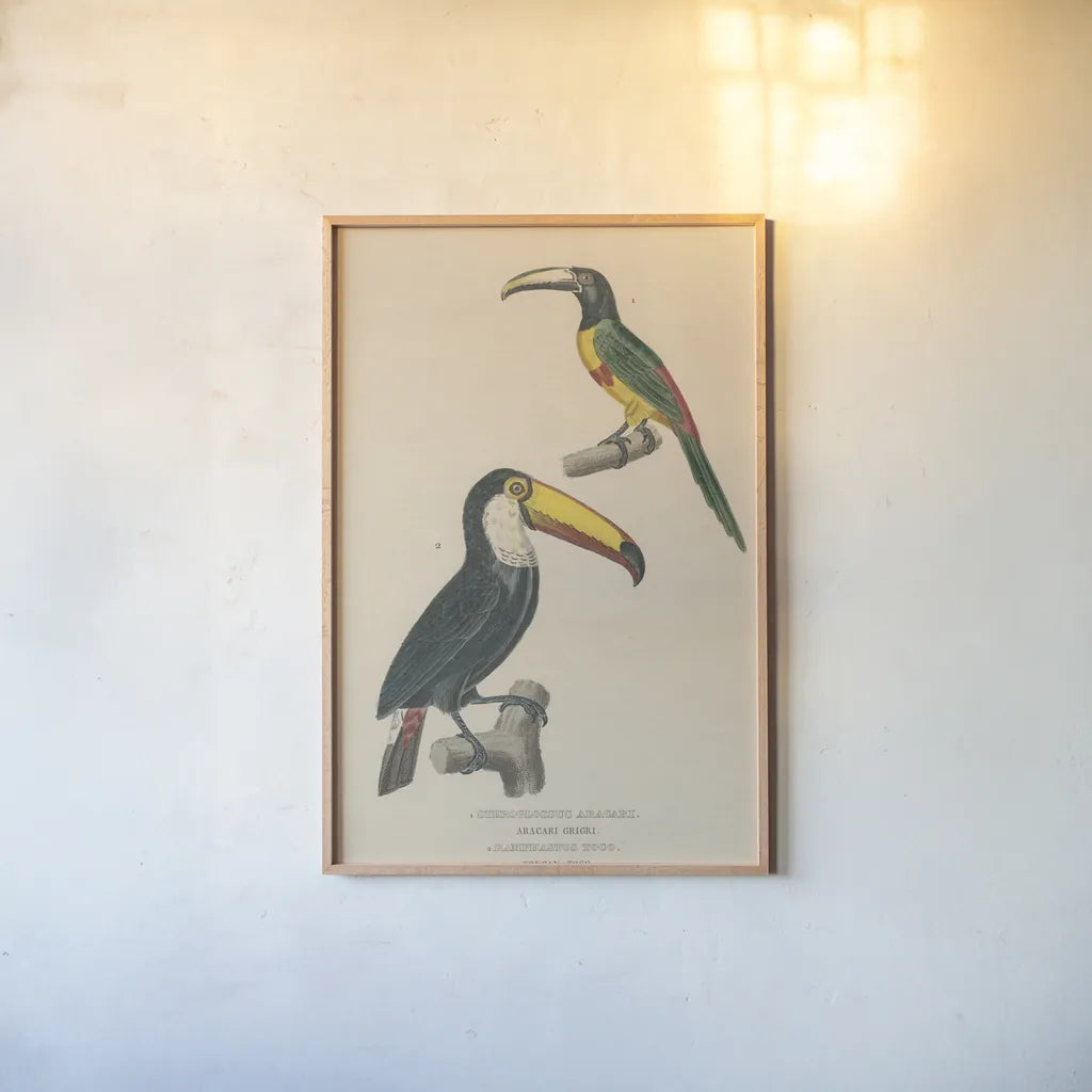 Toucan Study by Wild Apple Portfolio. shown as a paper print in a natural frame. Available as a archival giclee rolled canvas, fine art paper, or poster print. SKU 77435h.