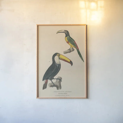 Toucan Study by Wild Apple Portfolio. shown as a paper print in a natural frame. Available as a archival giclee rolled canvas, fine art paper, or poster print. SKU 77435h.