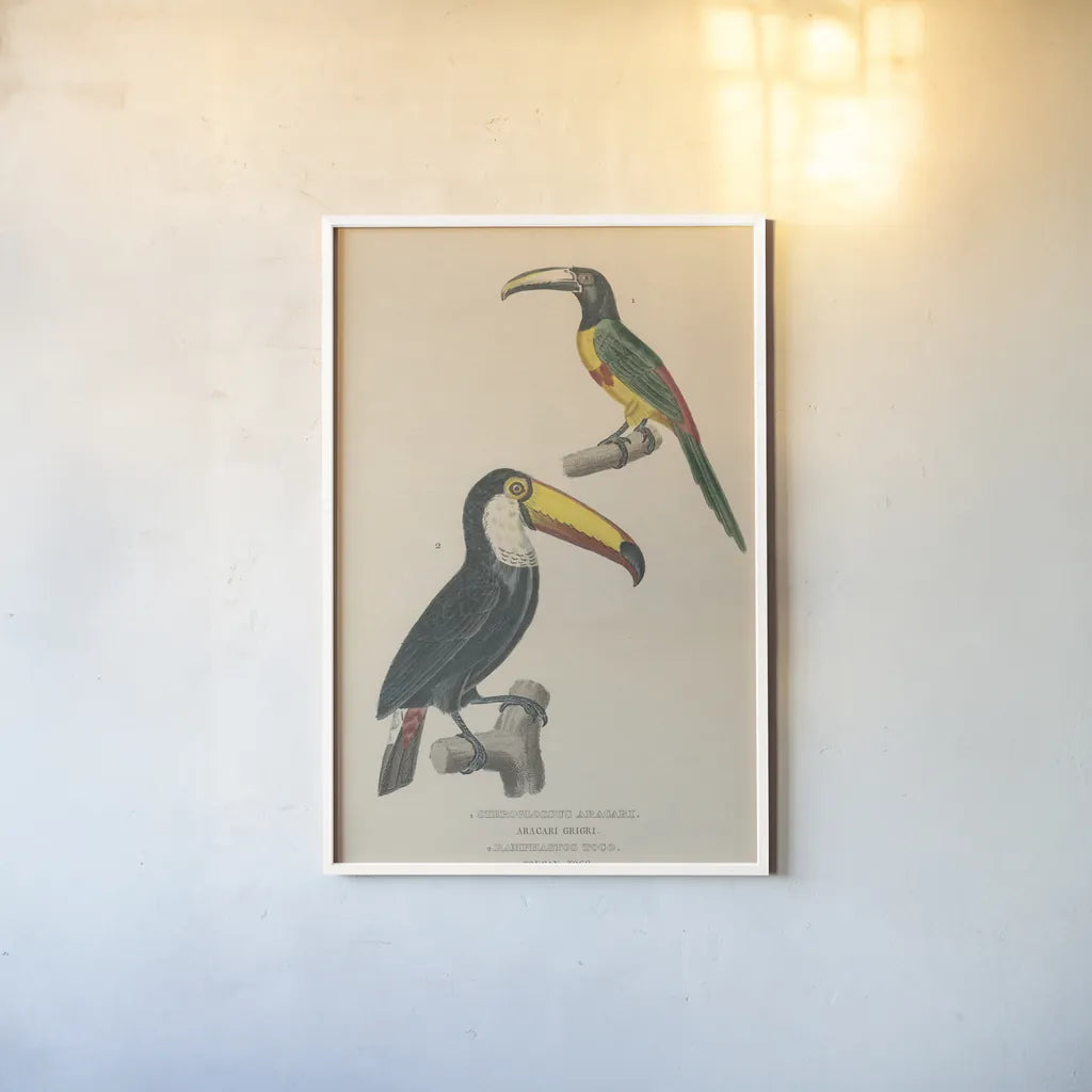 Toucan Study by Wild Apple Portfolio. shown as a paper print in a white frame. Available as a archival giclee rolled canvas, fine art paper, or poster print. SKU 77435h.