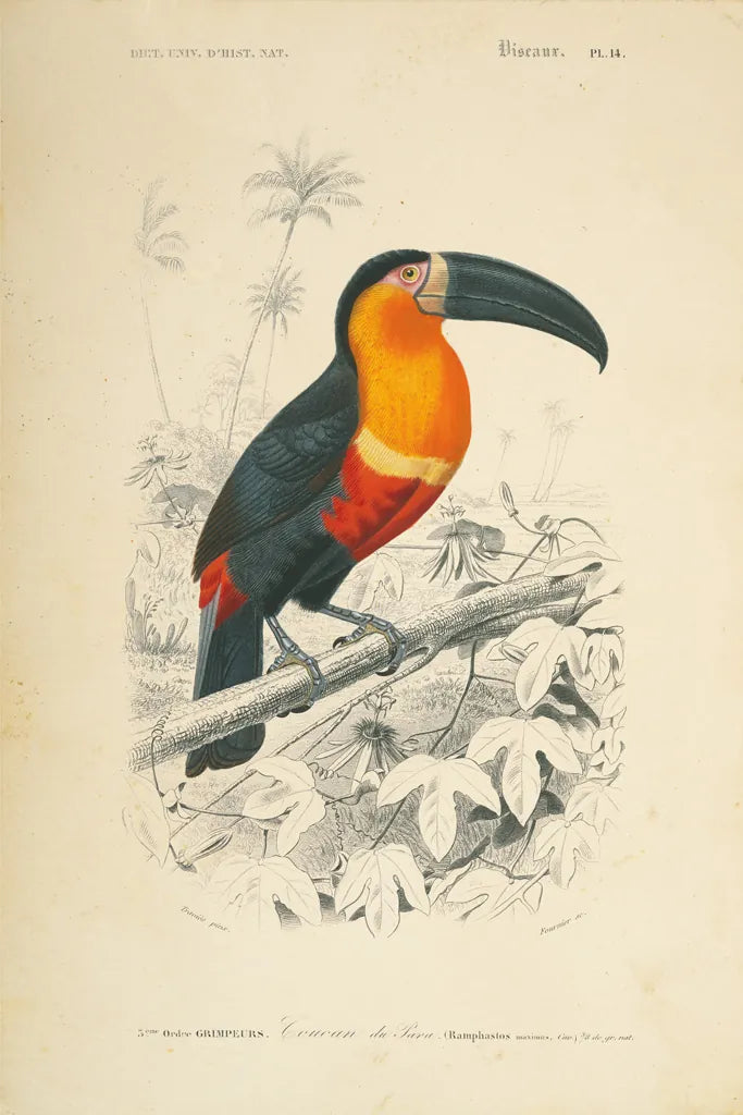 Toucan du Para by Wild Apple Portfolio. SKU 52058h. Archival Giclee Fine art print for wall decor.