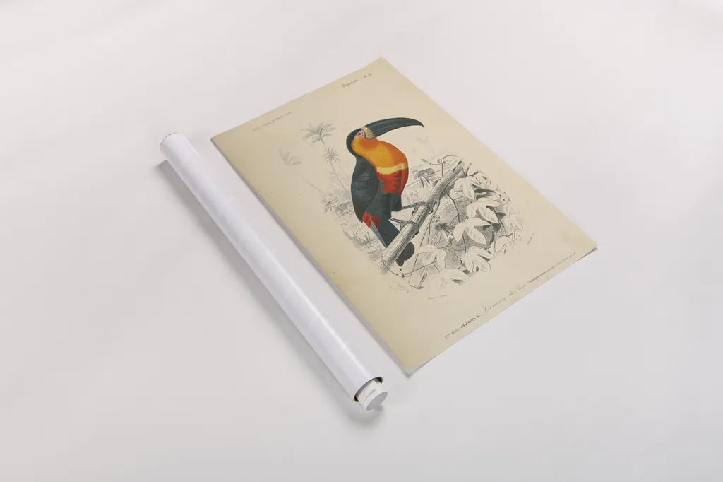 Toucan du Para by Wild Apple Portfolio. shown as a rolled paper print. Available as archival giclee rolled canvas, fine art paper, or poster print. SKU 52058h.
