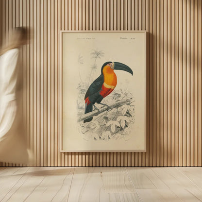 Toucan du Para by Wild Apple Portfolio. shown as over sized large wall art. Available as an archival giclee rolled canvas, fine art paper, or poster print. SKU 52058h.