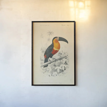 Toucan du Para by Wild Apple Portfolio. shown as a paper print in a black flame. Available as a archival giclee rolled canvas, fine art paper, or poster print. SKU 52058h.