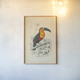 Toucan du Para by Wild Apple Portfolio. shown as a paper print in a natural frame. Available as a archival giclee rolled canvas, fine art paper, or poster print. SKU 52058h.