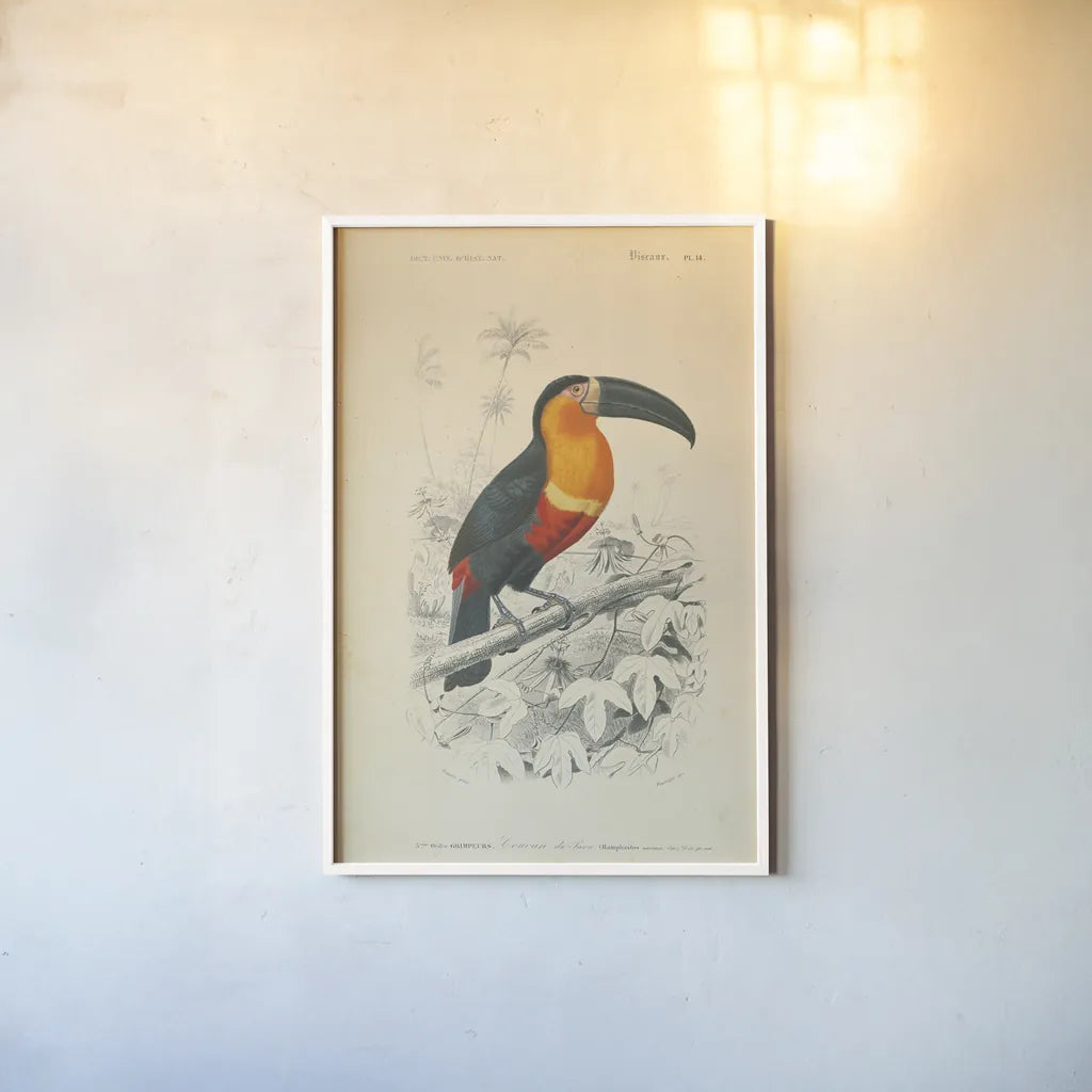 Toucan du Para by Wild Apple Portfolio. shown as a paper print in a white frame. Available as a archival giclee rolled canvas, fine art paper, or poster print. SKU 52058h.