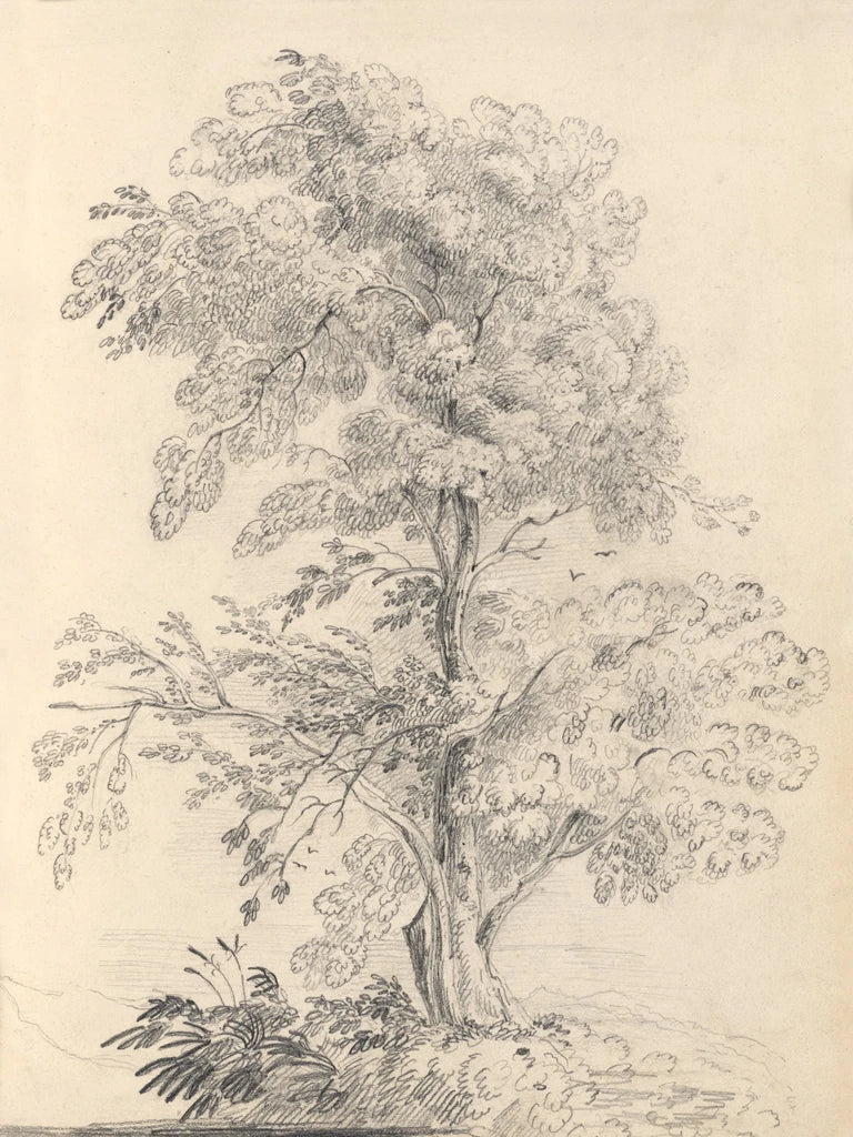 Tree Sketch by Wild Apple Portfolio