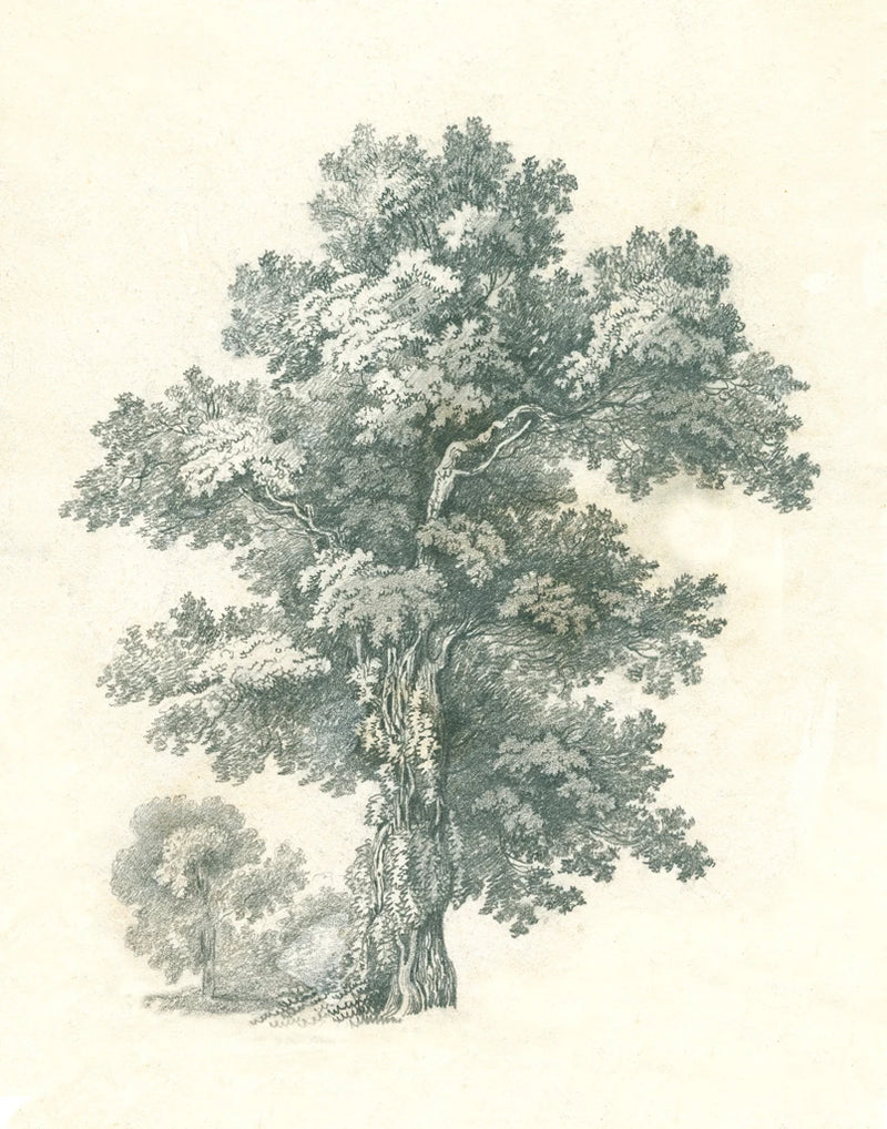 Tree Study I by Wild Apple Portfolio