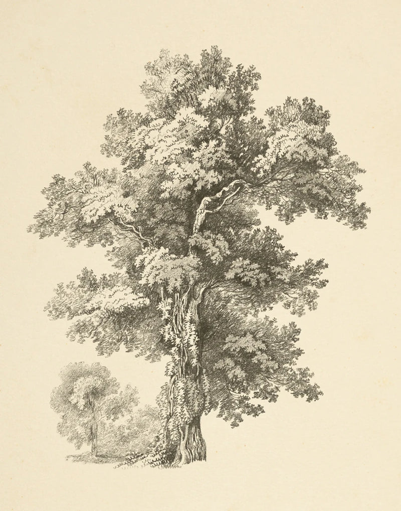 Tree Study I Dark by Wild Apple Portfolio