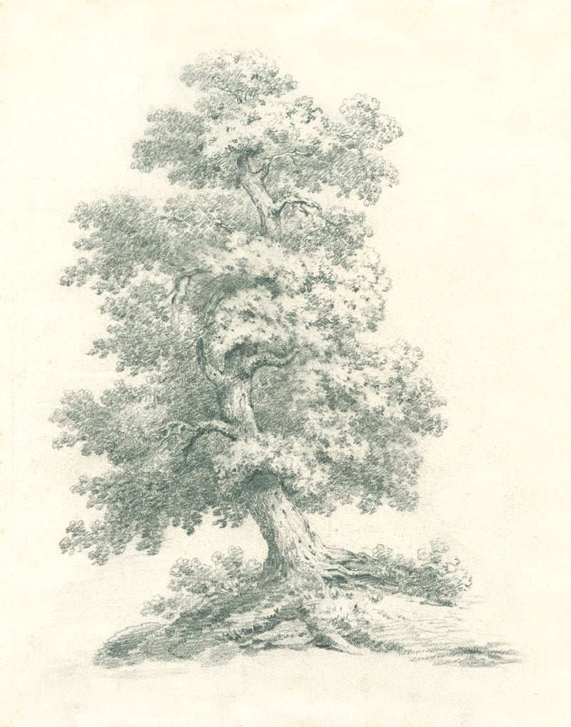 Tree Study II by Wild Apple Portfolio
