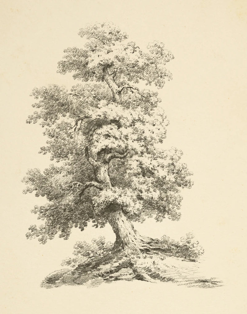 Tree Study II Dark by Wild Apple Portfolio