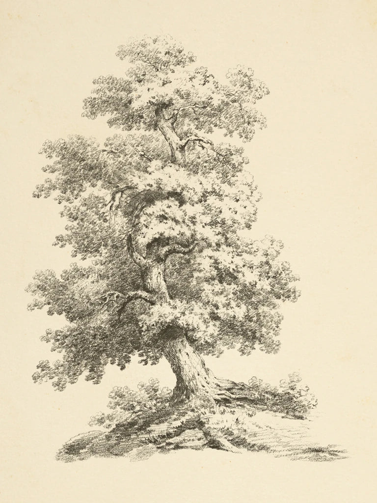 Tree Study II Dark Crop by Wild Apple Portfolio