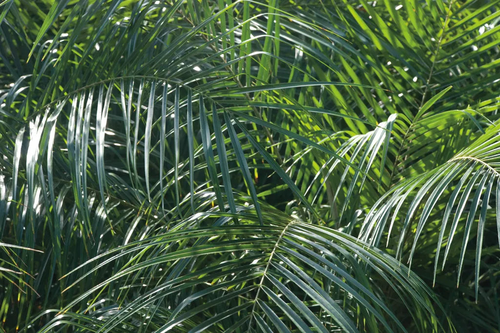 Tropical Fronds by Wild Apple Portfolio. SKU 56308i. Archival Giclee Fine art print for wall decor.