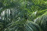 Tropical Fronds by Wild Apple Portfolio. SKU 56308i. Archival Giclee Fine art print for wall decor.