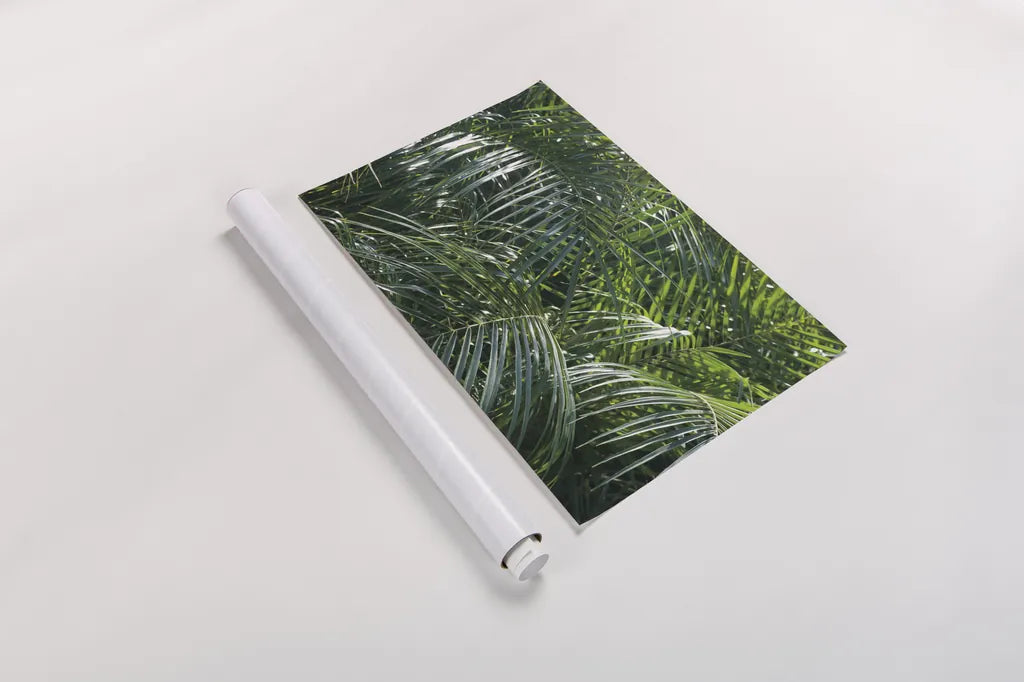 Tropical Fronds by Wild Apple Portfolio. shown as a rolled paper print. Available as archival giclee rolled canvas, fine art paper, or poster print. SKU 56308i.