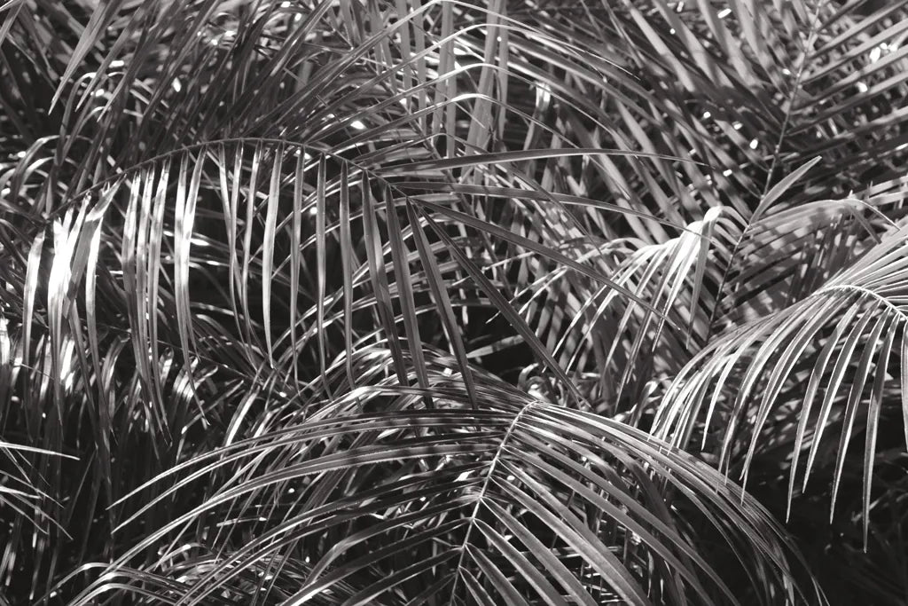 Tropical Fronds BW by Wild Apple Portfolio. SKU 56309i. Archival Giclee Fine art print for wall decor.