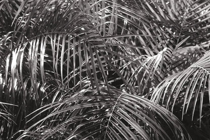 Tropical Fronds BW by Wild Apple Portfolio. SKU 56309i. Archival Giclee Fine art print for wall decor.