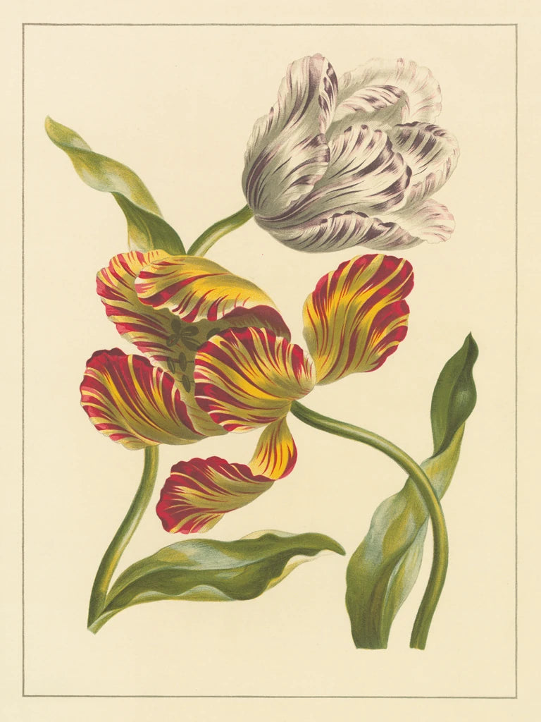 Two Tulips by Wild Apple Portfolio