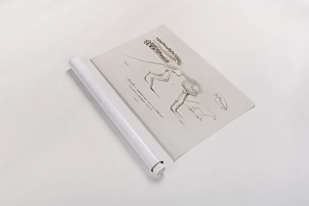 Ungulate Illustrated by Wild Apple Portfolio. shown as a rolled paper print. Available as archival giclee rolled canvas, fine art paper, or poster print. SKU 90315i.