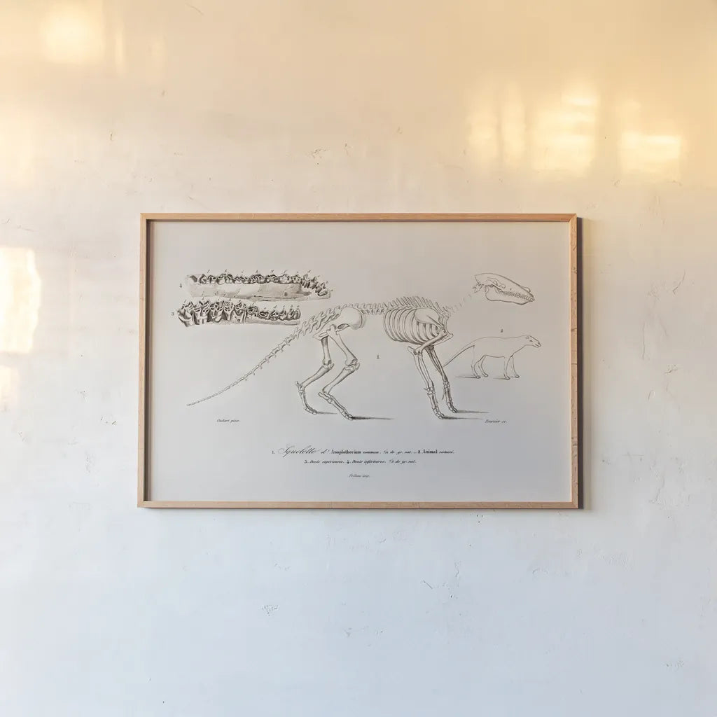 Ungulate Illustrated by Wild Apple Portfolio. shown as a paper print in a natural frame. Available as a archival giclee rolled canvas, fine art paper, or poster print. SKU 90315i.